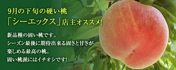 9月下旬の硬い桃「シーエックス」店主オススメ！シーズン最後に期待できる硬さと甘さが楽しめる最高の桃