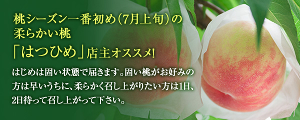 桃シーズン一番初め（7月上旬）の柔らかい桃「はつひめ」店主オススメ！はじめは固い状態で届きます。固い桃がお好みの方は早いうちに、柔らかく召し上がりたい方は1日、2日待って召し上がって下さい。