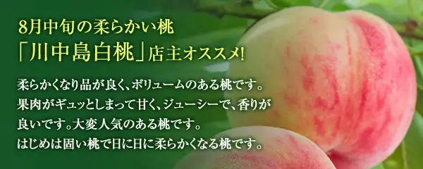 8月中旬の柔らかい桃「川中島白桃」店主オススメ!柔らかくなり品が良く、大変ボリュームがある桃です。果肉がギュッとしまって甘く、ジューシーで、香りが良いです。大変人気のある桃です。はじめは固い桃で日に日に柔らかくなる桃です。リピーターが非常に多く大変日持ちがし、大玉が大変多く贈答品には最高の桃。桃好きなら必ず食べたい桃です。