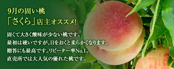 9月の固い桃「さくら」店主オススメ!固くて大きく酸味が少ない桃です。最初は硬いですが、日をおくと柔らかくなります。贈答にも最高です。リピーター率No.1。直売所では大人気の優れた桃です。